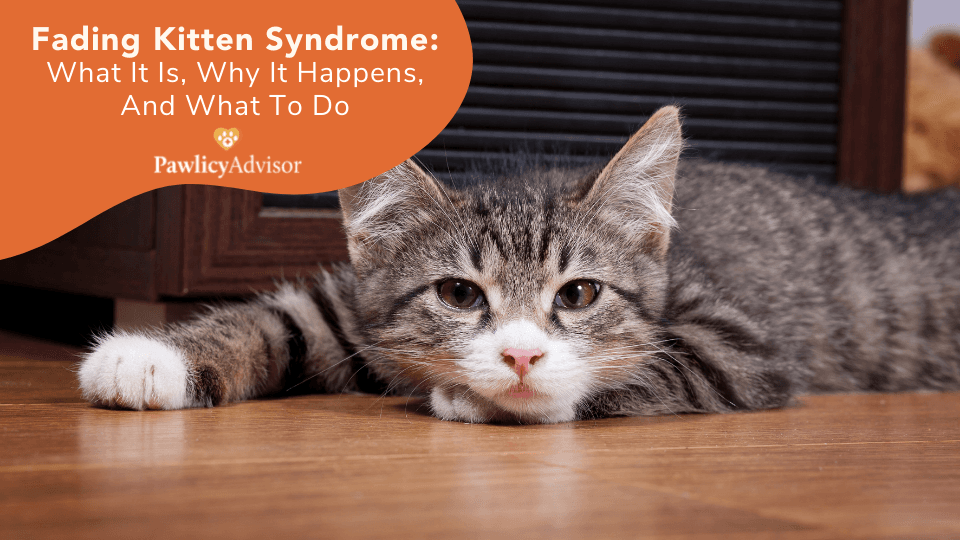 Fading Kitten Syndrome: What It Is, Why It Happens & What To Do