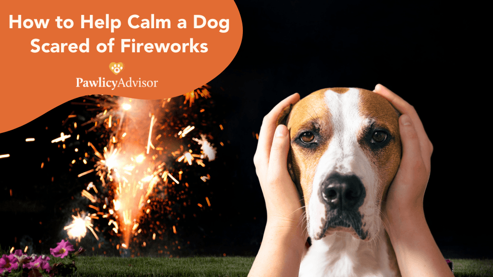 How To Help Calm A Dog Scared Of Fireworks: 5 Best Strategies | Pawlicy ...
