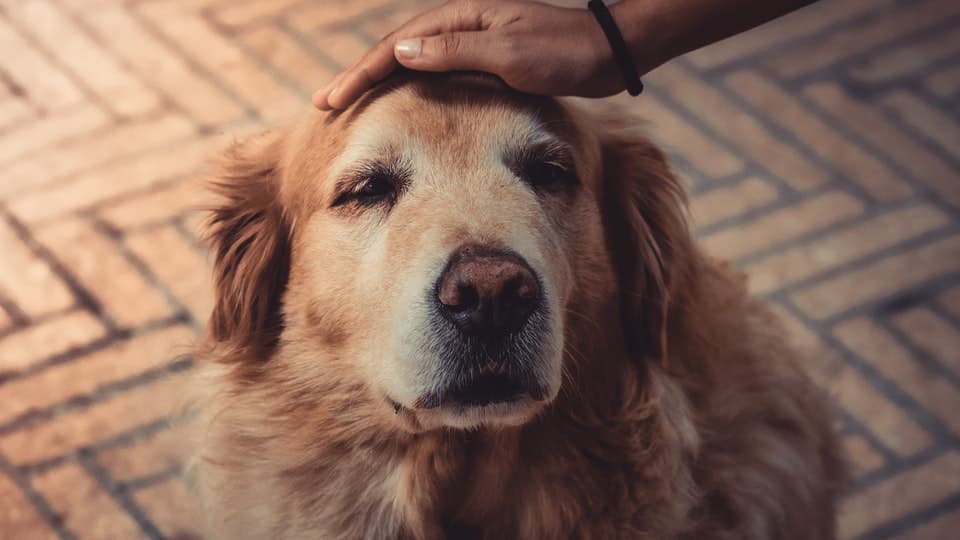 Carprofen For Dogs Uses Effectiveness Side Effects Pawlicy Advisor Carprofen for dogs uses effectiveness side effects pawlicy advisor