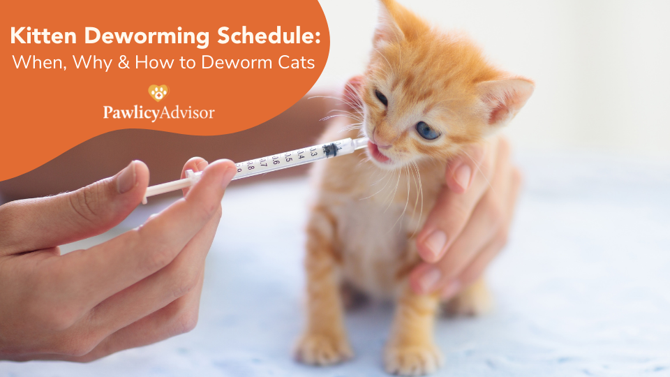 Kitten Deworming Schedule When, Why & How To Deworm Cats Pawlicy Advisor