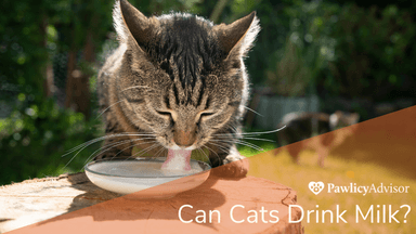 Can older cats drink milk Outlet
