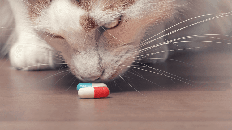 gabapentin for cats 1ml gabapentin for cats 1ml
