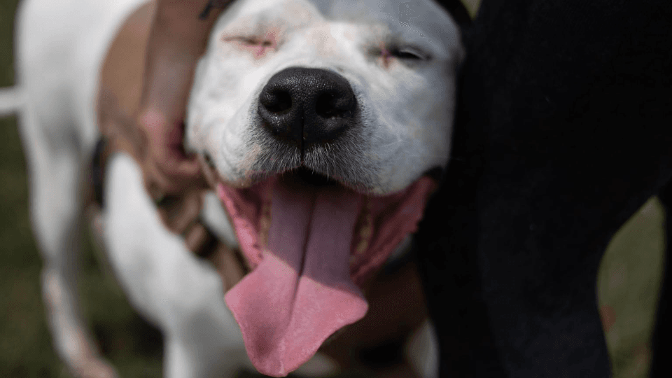 Dog sales treat advisor