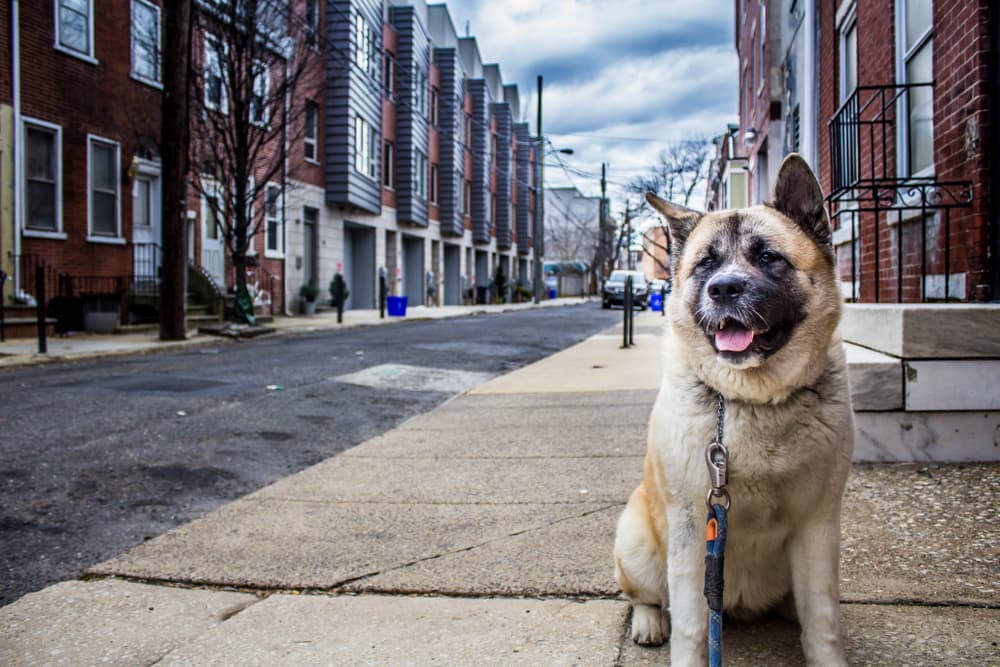 A dog in Pennsylvania