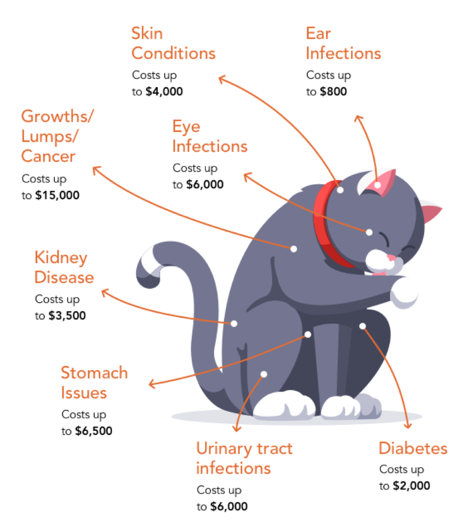 Diagram detailing various medical costs that your cat might encounter