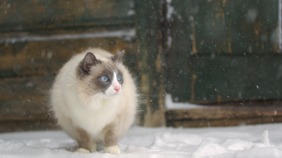 siamese cat sitting in snow