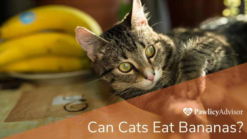 While bananas aren't toxic to cats, it’s not recommended to feed them to your cat on a regular basis. Always consult your vet before introducing new human foods to your cat’s diet.