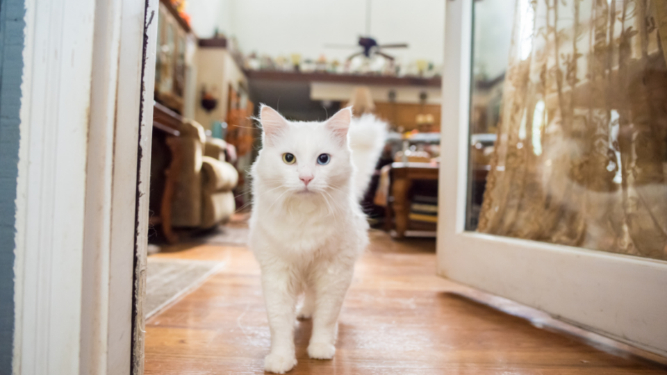 white cat in doorway