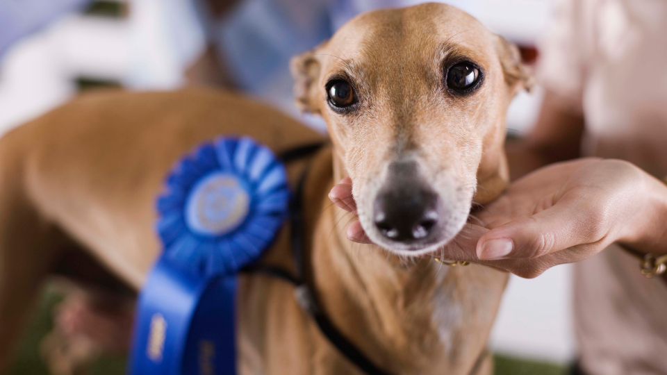 blue ribbon dog show winner