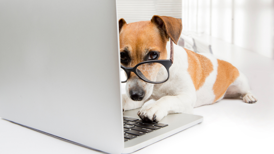 dog doing research on computer