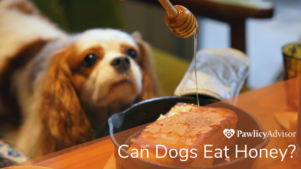 Honey is safe for dogs, but if you think about adding it to your pup's diet, there are some things you need to consider. Consult your vet for recommendations for your specific pet.