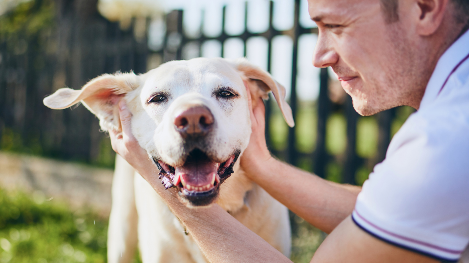 Wondering what a pet wellness plan is? Wondering if it can save you money?
This guide will help you understand the types of pet wellness plans, what they cover, and if they're worth the cost.