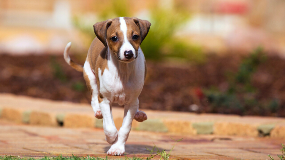 Greyhound puppy running toward camera