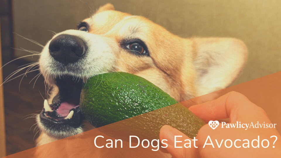 Corgi dog biting an avocado