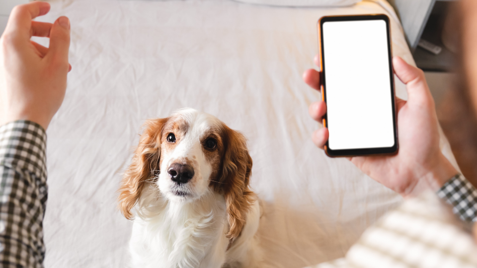 Is 24PetWatch Pet Insurance the best choice for you? Find out more about the company’s policies, pricing, unique features, waiting periods, and more to see how it stacks up to other pet insurance providers.