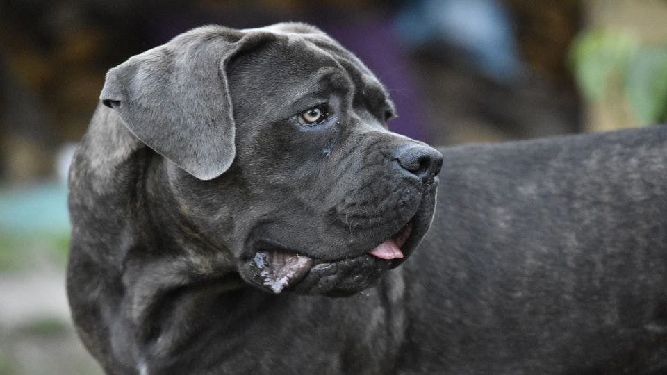 Wondering how much your Cane Corso will weigh? Check out the breed's growth and weight charts to see how much bigger your Cane Corso might get and how to make sure your puppy is healthy.
