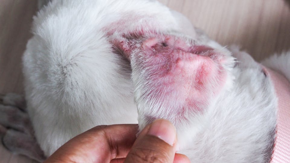 yeast infection in a dog's ear
