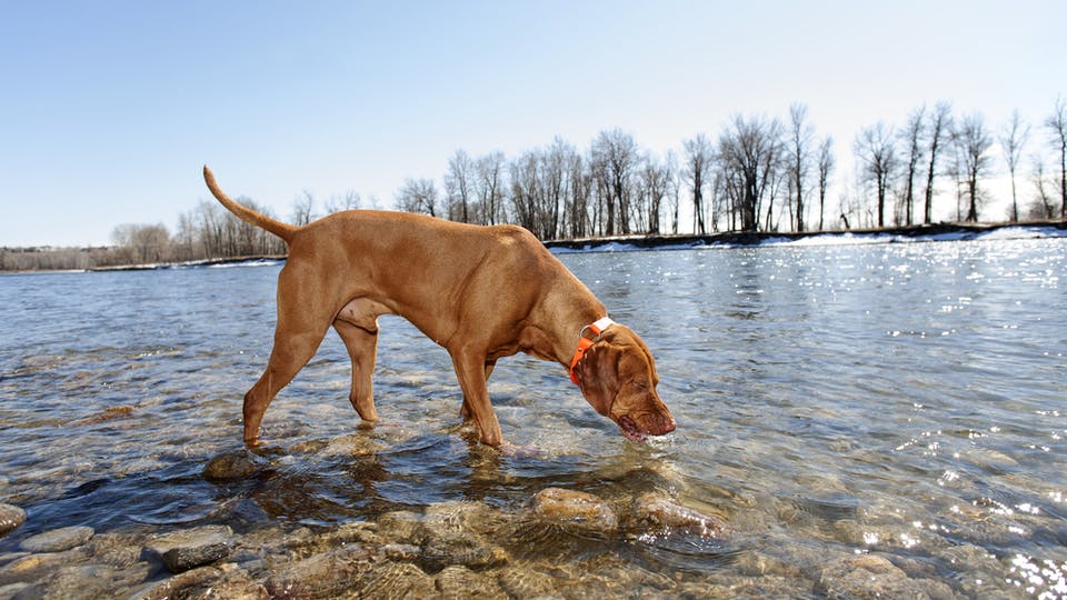 dog drinking water from river