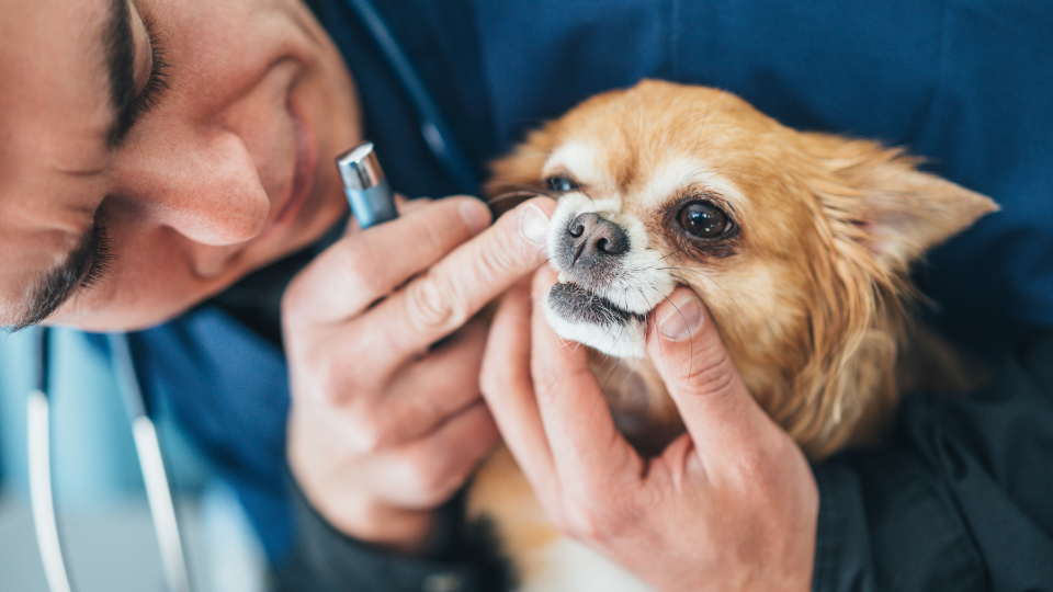vet checking dogs teeth