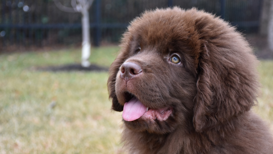 Newfoundland puppy with tongue sticking out