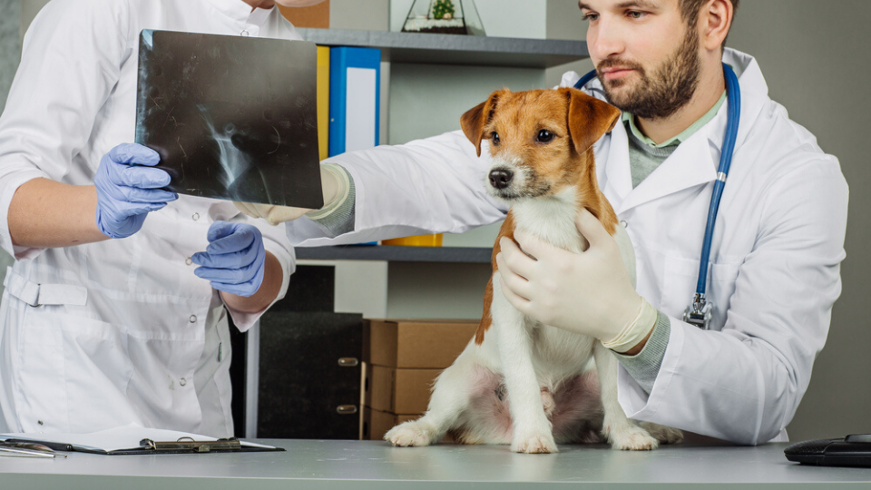 dog with x-ray at veterinary clinic