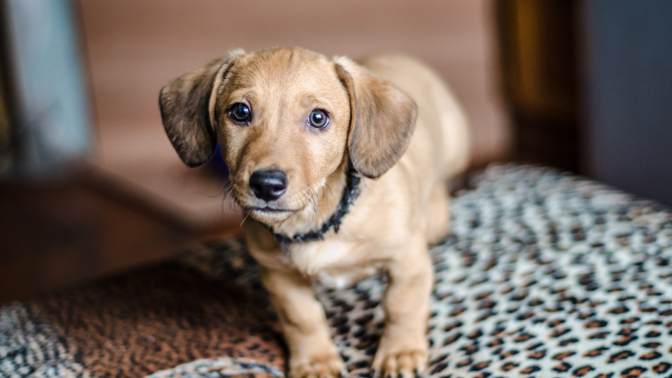 Our Dachshund growth and weight chart can help you monitor your puppy's development to help ensure they're on the right track.