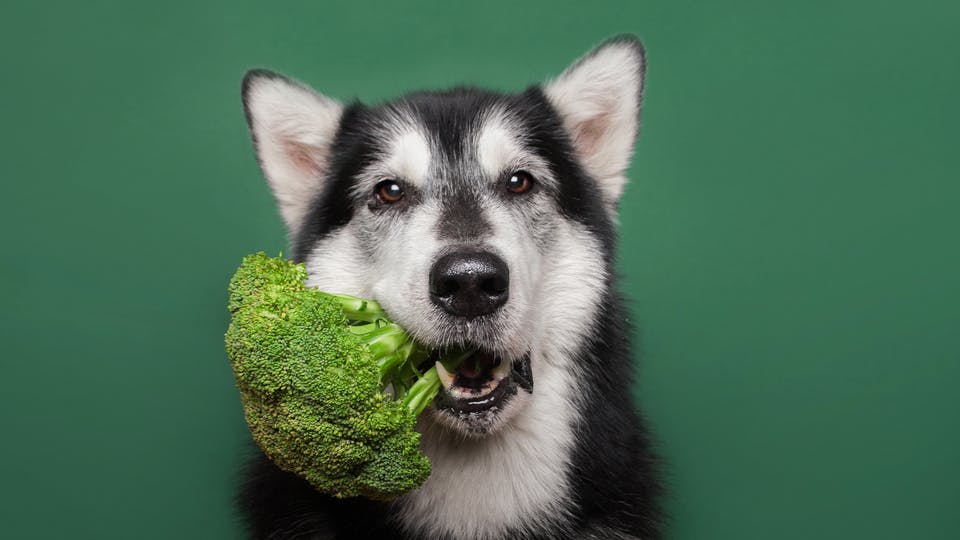 dog with broccoli in mouth