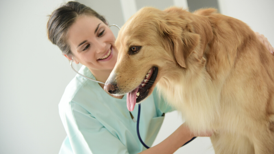Wondering if pet insurance is worth it for your dog? Let's dive into the main reasons to consider dog insurance, the average veterinary costs for a dog, and common canine illnesses that pet insurance can cover.