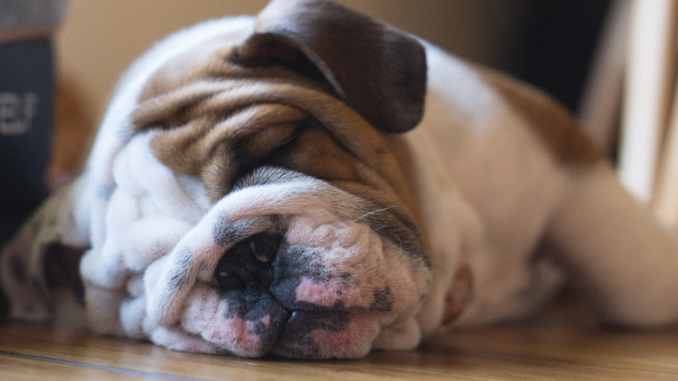 sleepy english bulldog puppy