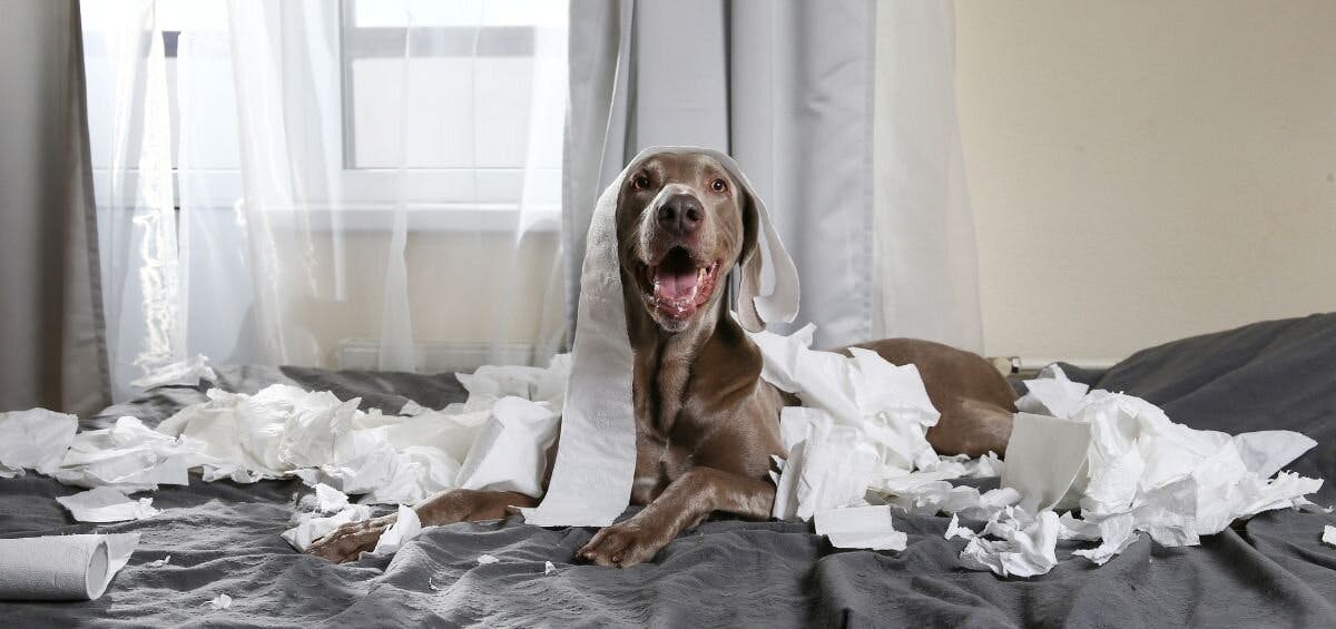 anxious dog shredding paper
