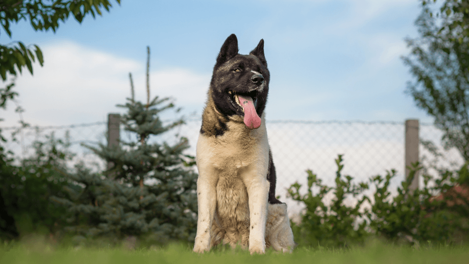 american akita dog outdoors